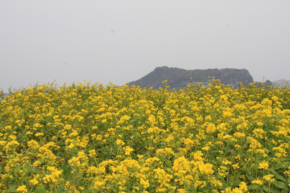 일출봉 이미지
