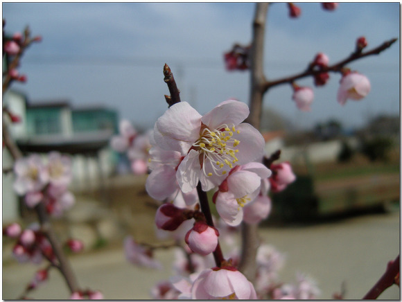 도화주 이미지