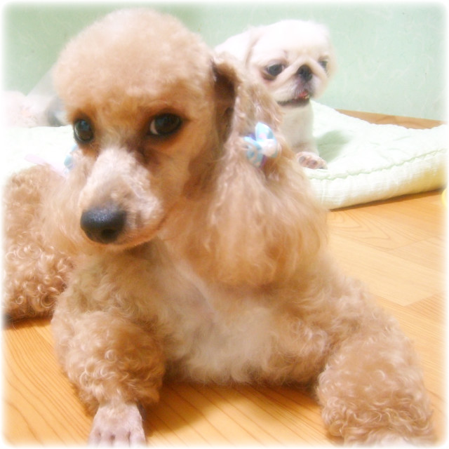 마일로 이미지