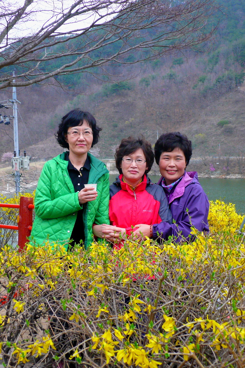 돼지삼총사 이미지