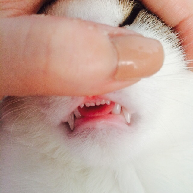 고양이 앞니.jpg | 인스티즈