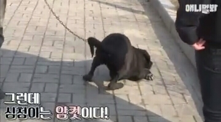 여자보면 쓰러지는 개 이야기 | 인스티즈
