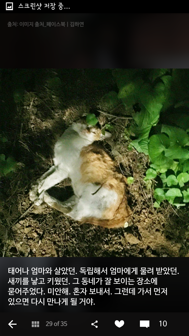 비가오나 눈이오나 길냥이 사진을 찍는 작가 | 인스티즈