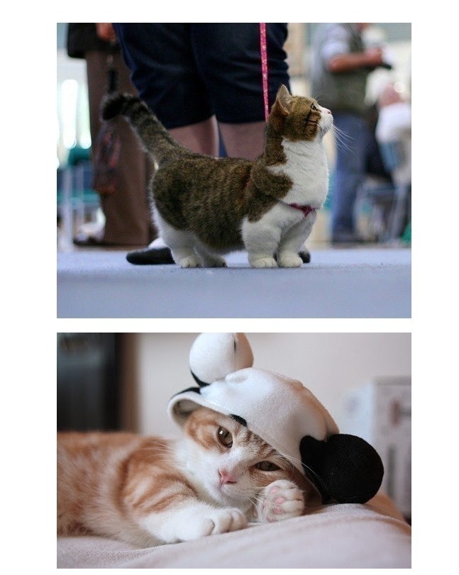 고양이 계의 웰시코기.jpg | 인스티즈