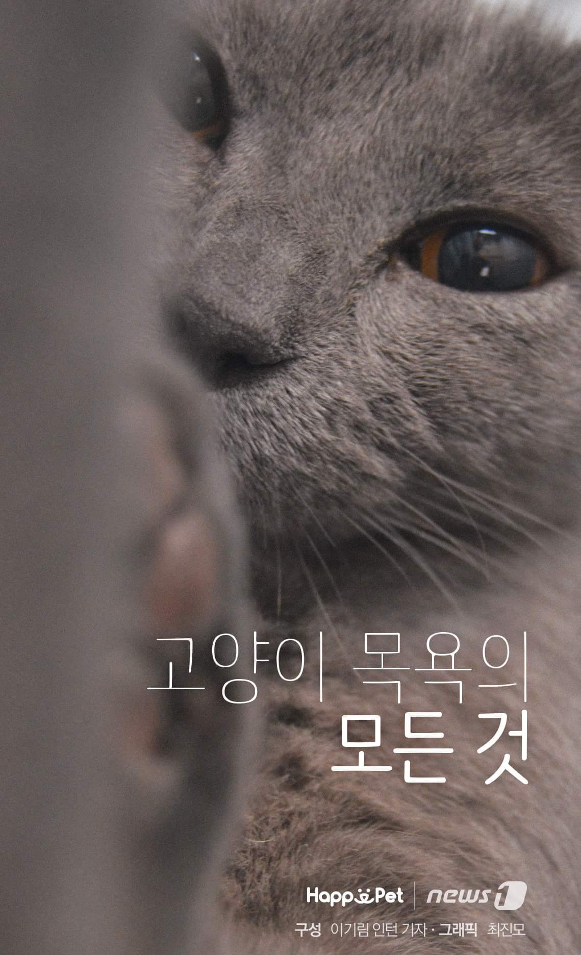 고양이가 목욕을 싫어하는 이유 | 인스티즈