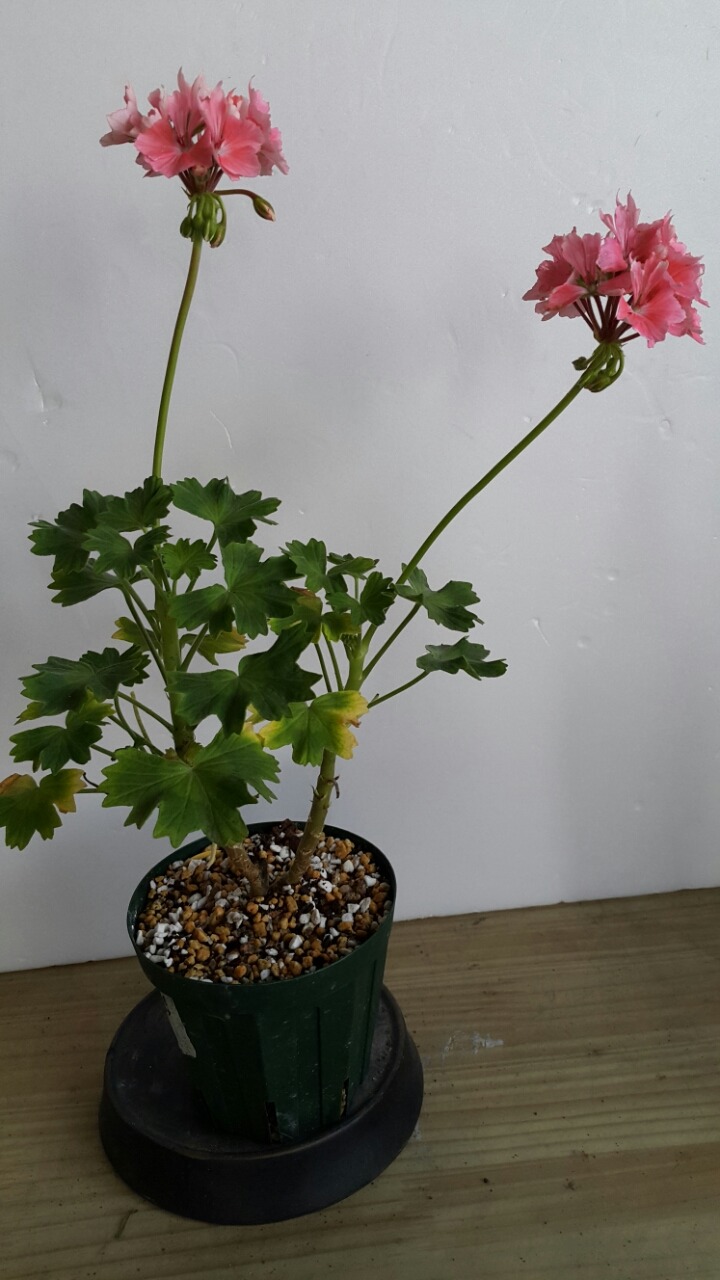 스타텔 이미지