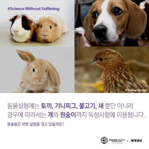 [필수!] 동물실험반대서명 하고가세요!!! 당신의 한서명이 몇천 몇만마리의 동물들을 살립니다!!! 서명하고 하는일마다 잘풀리는 복받아가세요~!! | 인스티즈