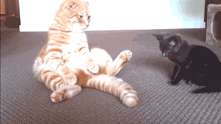 나른함과 귀찮음을 보여주는 고양이들 .gif | 인스티즈