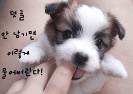 궁금 이미지