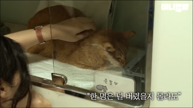 거식증 걸린 고양이 준팔이 그후 | 인스티즈
