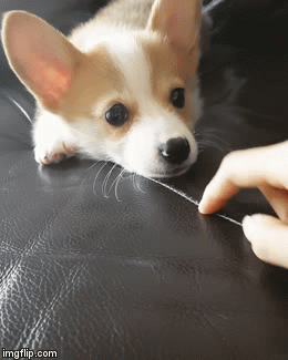 귀여운것들 | 인스티즈
