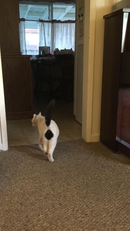 냥이들 JPG | 인스티즈