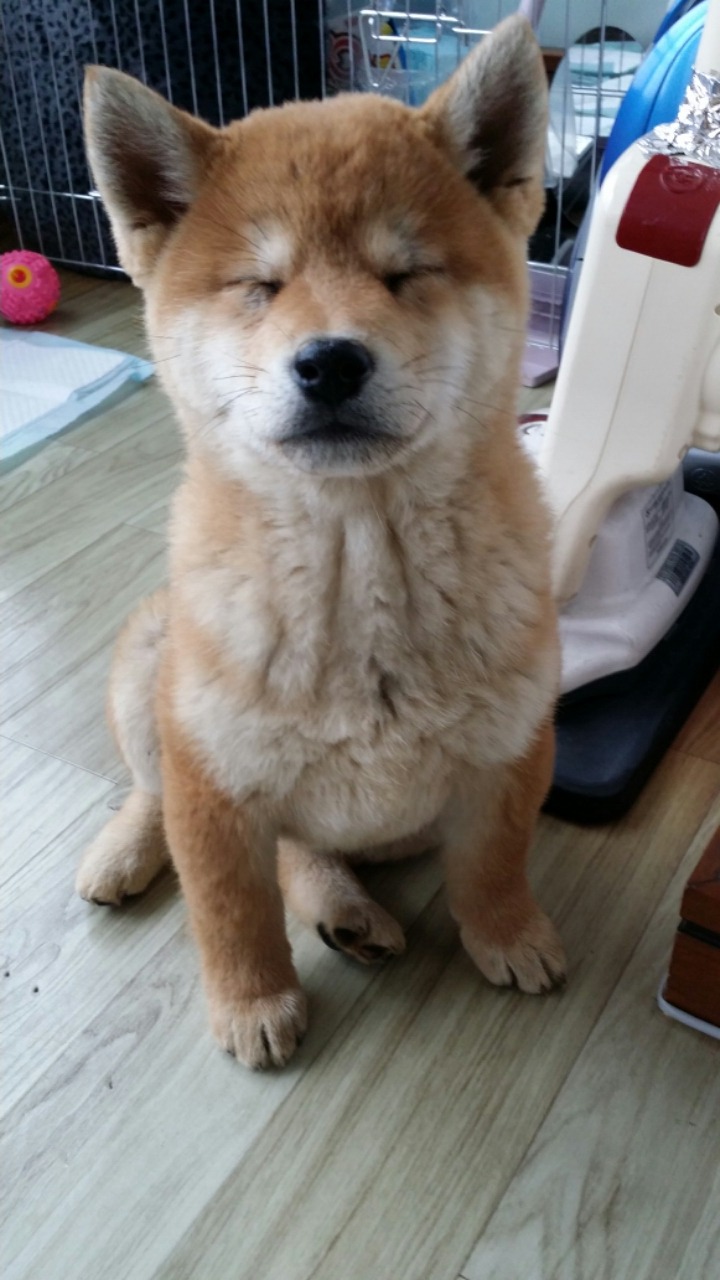 리온 이미지