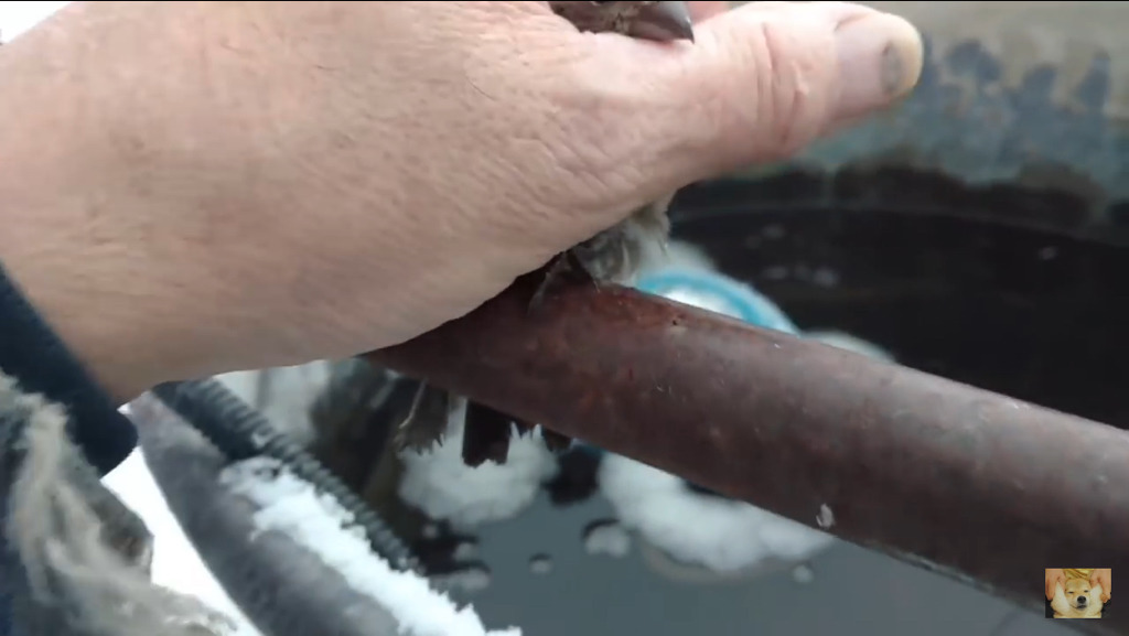 쇠파이프에 발이 얼어붙은 참새를 구해주는 할아버지 | 인스티즈