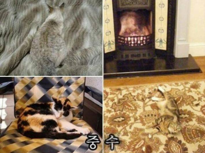 냥이들의 은신 레벨 | 인스티즈