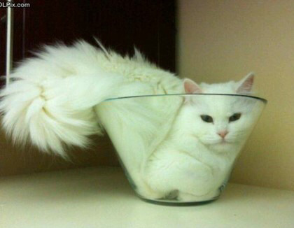 고양이 액체설.jpg | 인스티즈