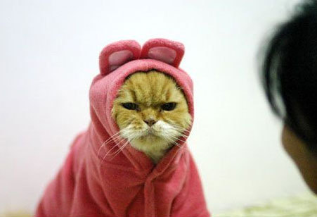 내가 사슴과 싸워 이긴 이야기 | 인스티즈