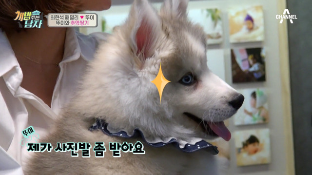 겁나 귀여운 최현석 셰프 강아지 뚜이(오드아이 시베리안 허스키).jpg | 인스티즈