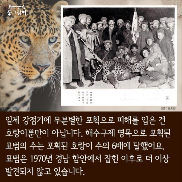 일제 강점기 멸종된 한반도의 동물들 | 인스티즈