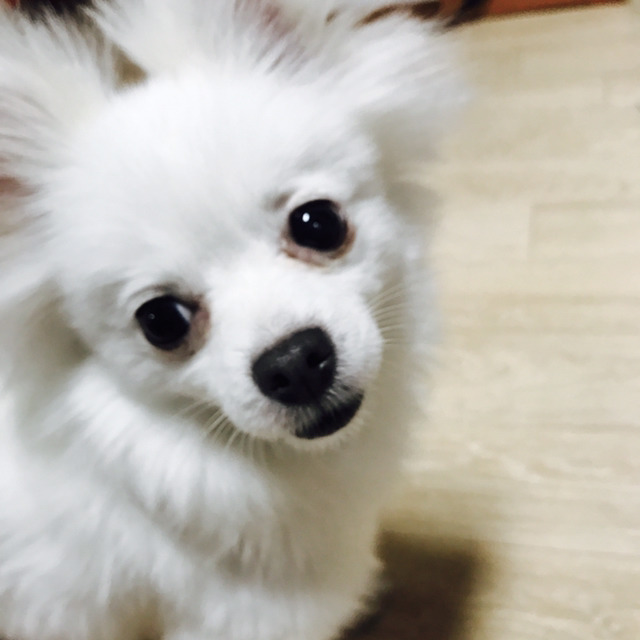 강아지를 보호하고 있습니다..!!!!!!!!! | 인스티즈