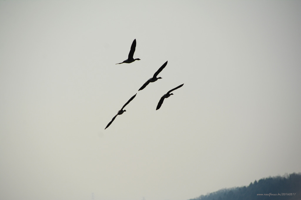 백조 이미지