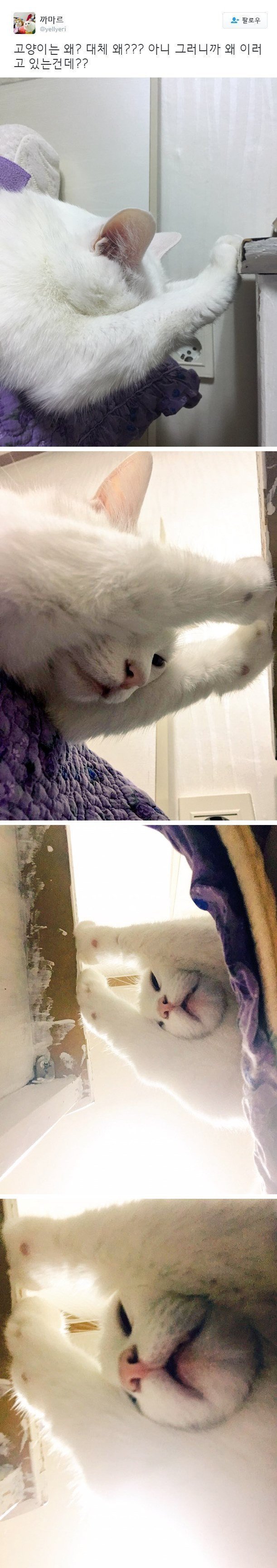 고뇌하는 고양이 | 인스티즈