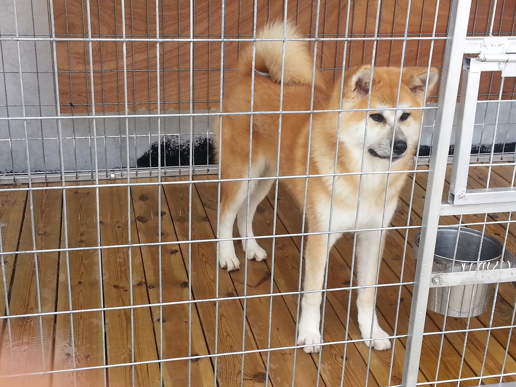 카이반 이미지