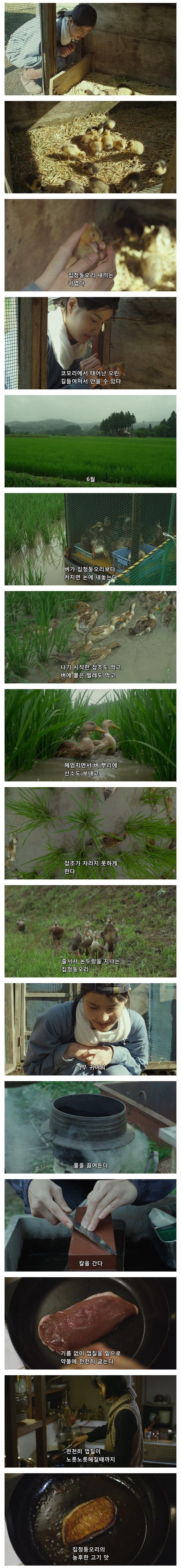 오리를 좋아하는 시골 처자.jpg | 인스티즈