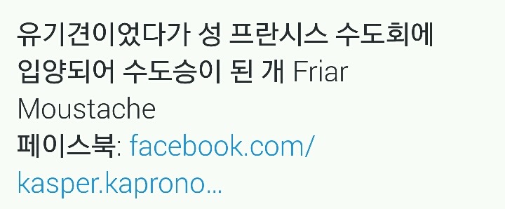 유기견이었다가 성 프란시스 수도회에 입양되어 수도승이 된 개 Friar Moustache | 인스티즈