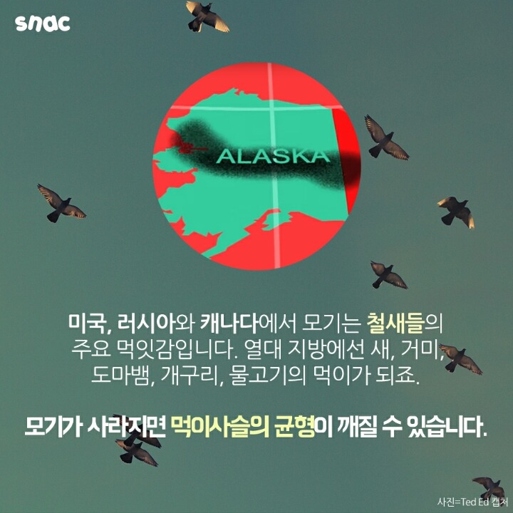 모기와 초콜릿의 평행이론 | 인스티즈