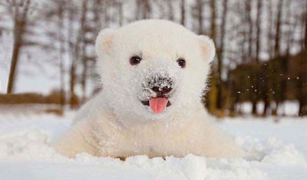 아기 북극곰 | 인스티즈