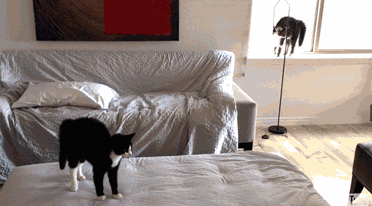 고양이 강아지 반응속도 | 인스티즈