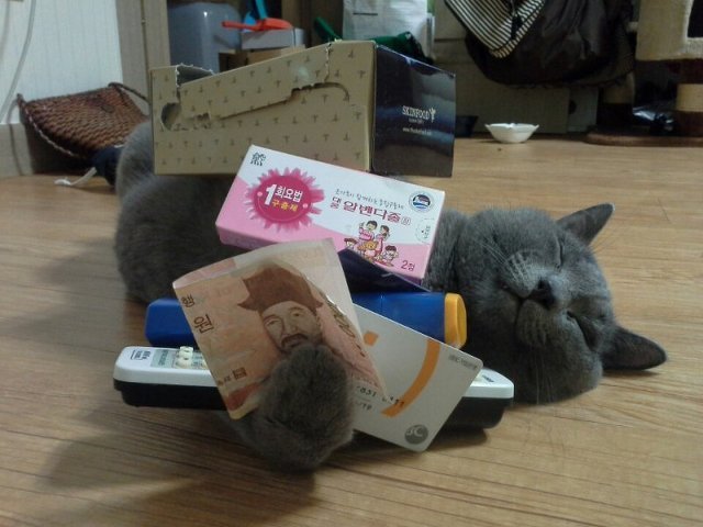 자고있는 냥이에게 해보자.jpg | 인스티즈