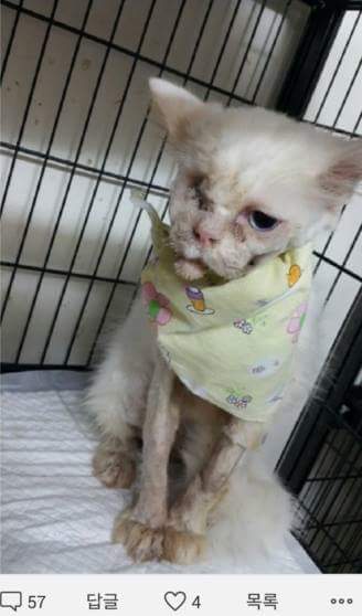 집 나간 고양이가 안구가 척출되어 돌아왔습니다 (사진 주의) | 인스티즈