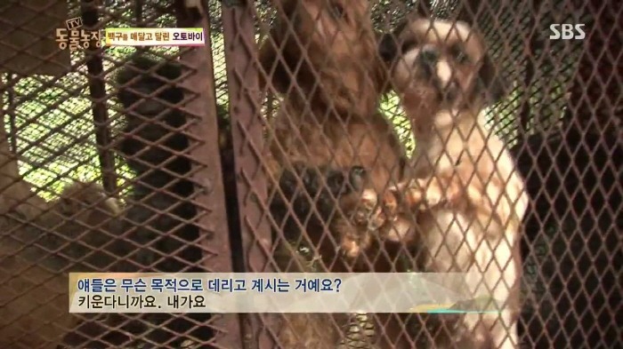 [TV동물농장] 동물농장에서 방송된 인천의 한 개 도축장의 현실.jpg | 인스티즈