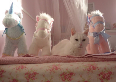 Tumblr : #cat #pink | 인스티즈
