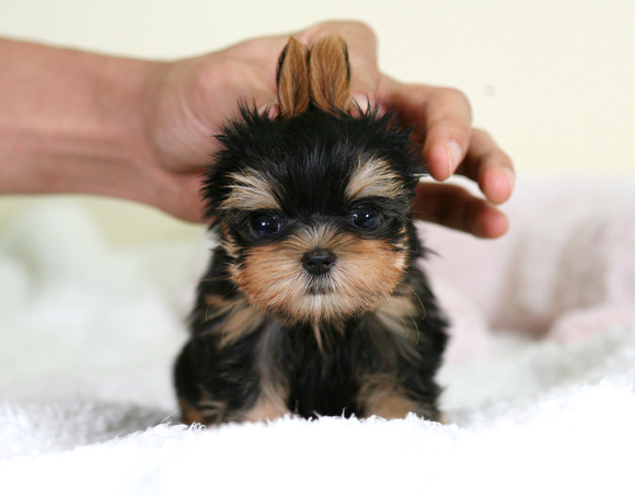 견종 이야기 - 요크셔 테리어 | 인스티즈