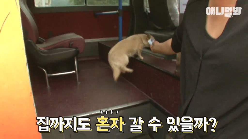 혼자 버스타고 지인 만나러 가는 강아지 상연이.jpg | 인스티즈