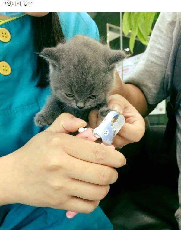 강아지 고양이 발톱 깎을때 반응 차이.jpg | 인스티즈