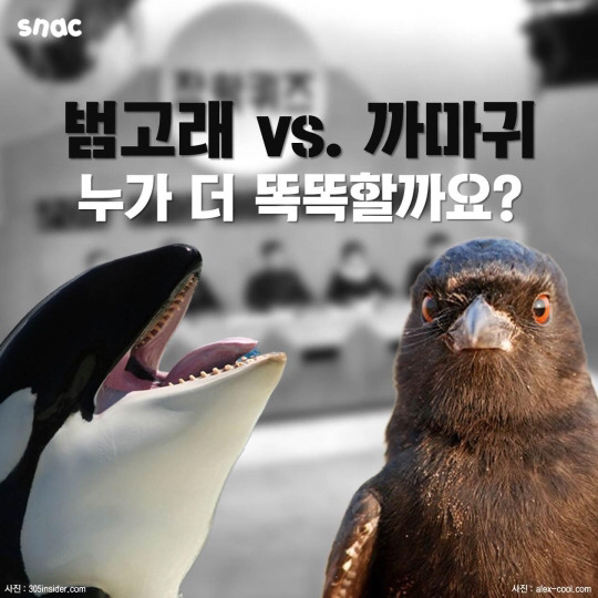 범고래와 까마귀의 지능 | 인스티즈