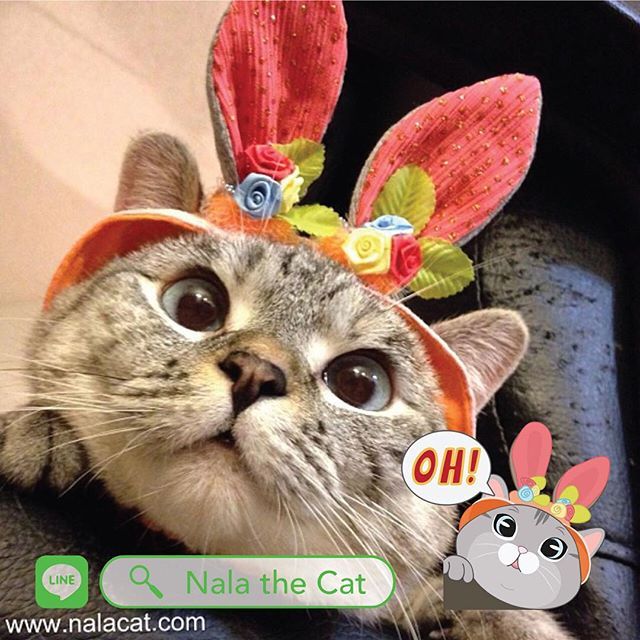 인스타 최고의 귀염둥이 냥냥이 nala | 인스티즈