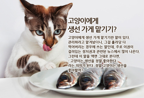 고양이에게 생선 가게 맡기기 | 인스티즈