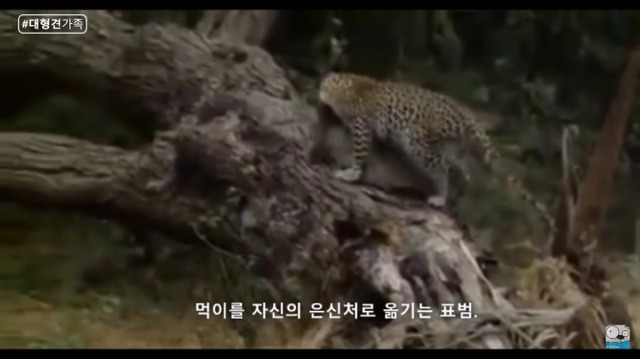 새끼가 있는줄 모르고 어미를 죽인 표범 (화질 안좋음) | 인스티즈