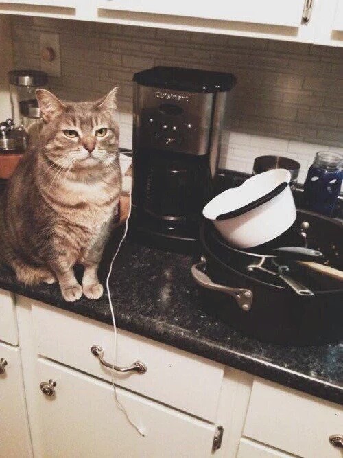 인생이 언짢은 고양이 양반.jpg | 인스티즈
