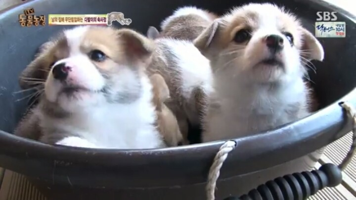 [동물농장] 웰시코기 6남매.jpg | 인스티즈
