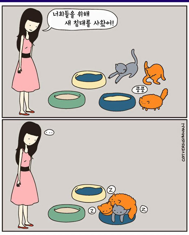 고양이 짤 | 인스티즈