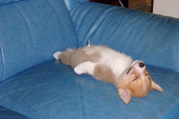 멍뭉이 자는 모습 jpg | 인스티즈