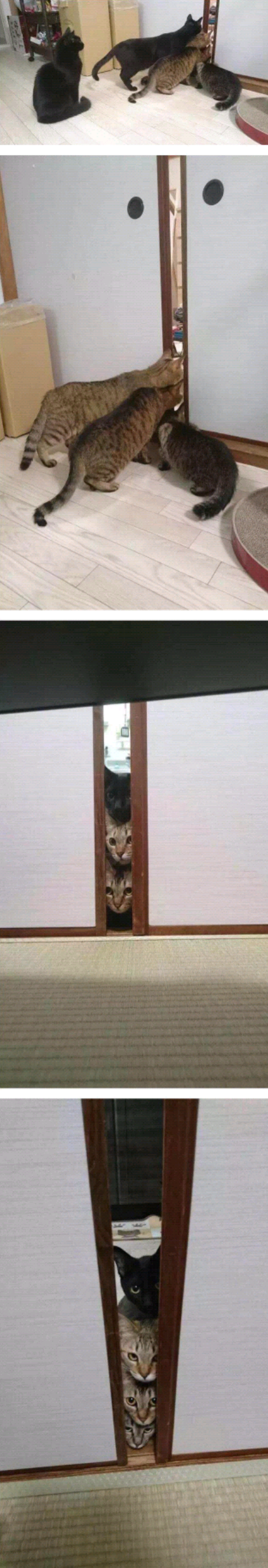 신혼부부가 고양이 키우면 생기는 일 | 인스티즈