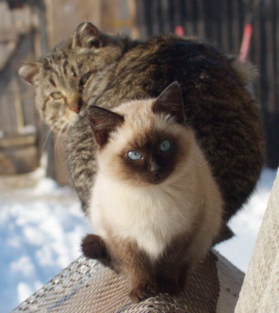 원근법 무시하냥 | 인스티즈