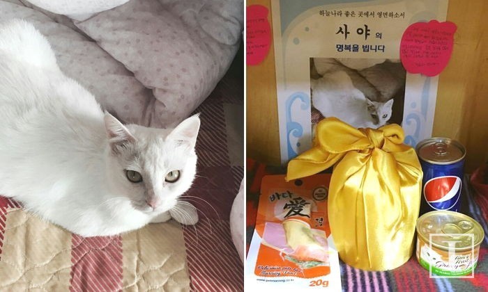 입대 앞두고 전 여친 고양이 소주병으로 때려 죽인 남성 | 인스티즈